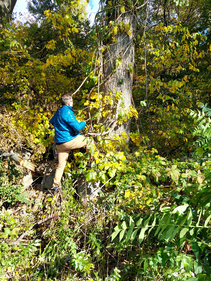 Copy-of-volunteer-trimming-vines